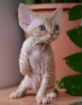 Продаются котята девон рекс (3 фотографии)