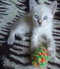 Голубоглазый котёнок, умная девочка (3 фотографии)