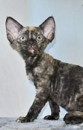 Продаются котята девон рекс (3 фотографии)